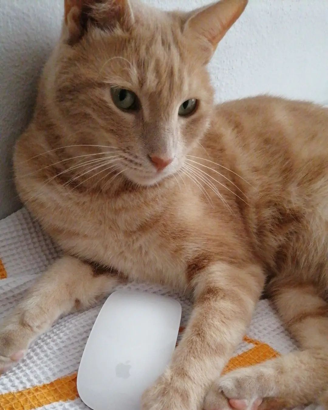 Sarı renkte ekrana bakan kedi